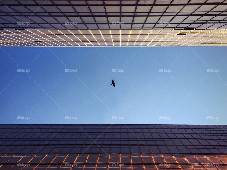A bird between two buildings