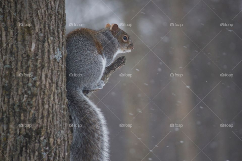 squirrel. squirrel in the tree watching the snowfall, upstate New York