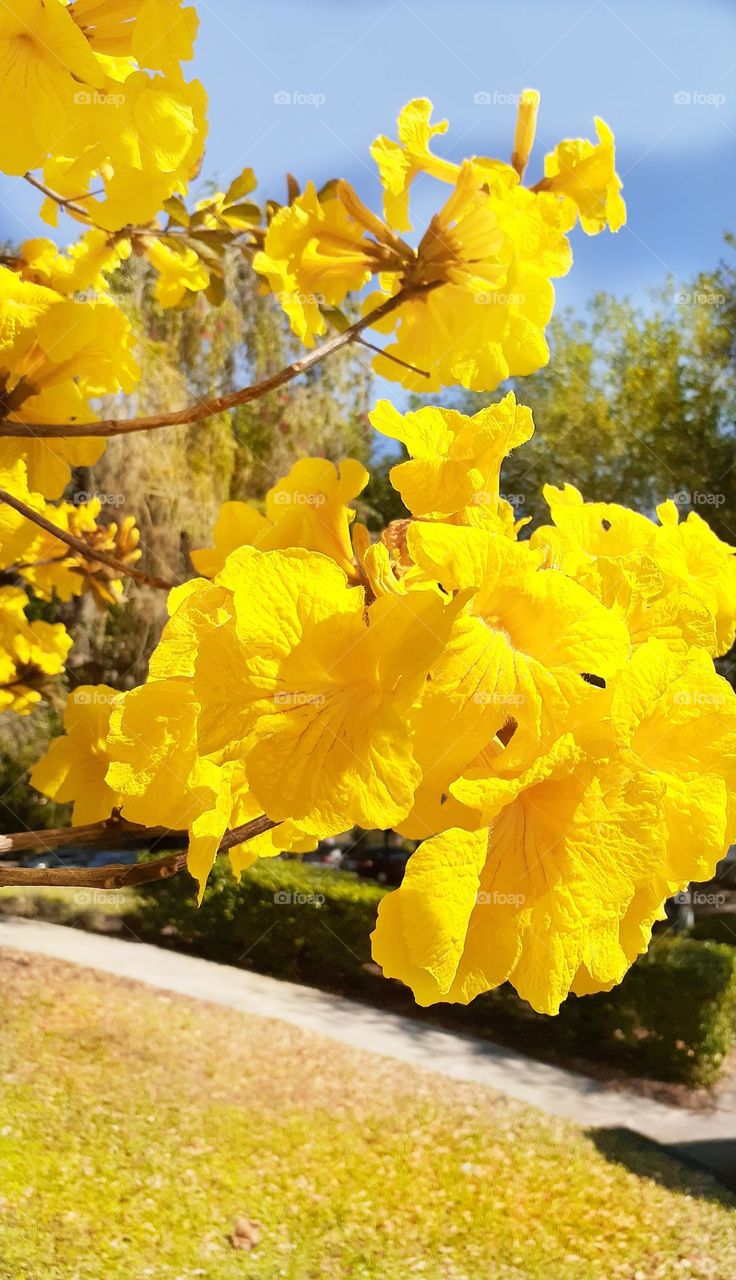 Beautiful yellow flowers growing on a tree at Lake Lily Park in Maitland, Florida.