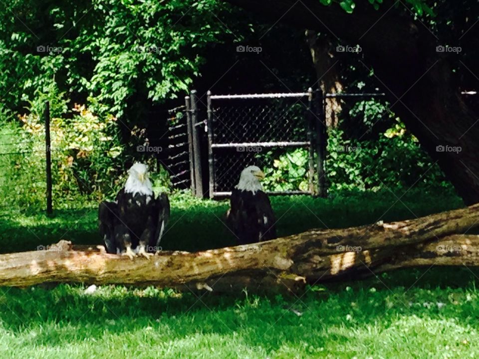 Bald eagles