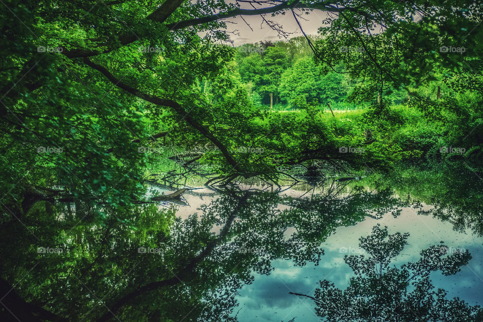 Trees and their reflection 