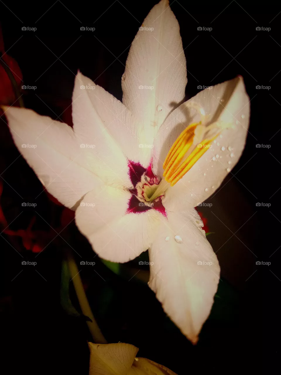 white Lilly....