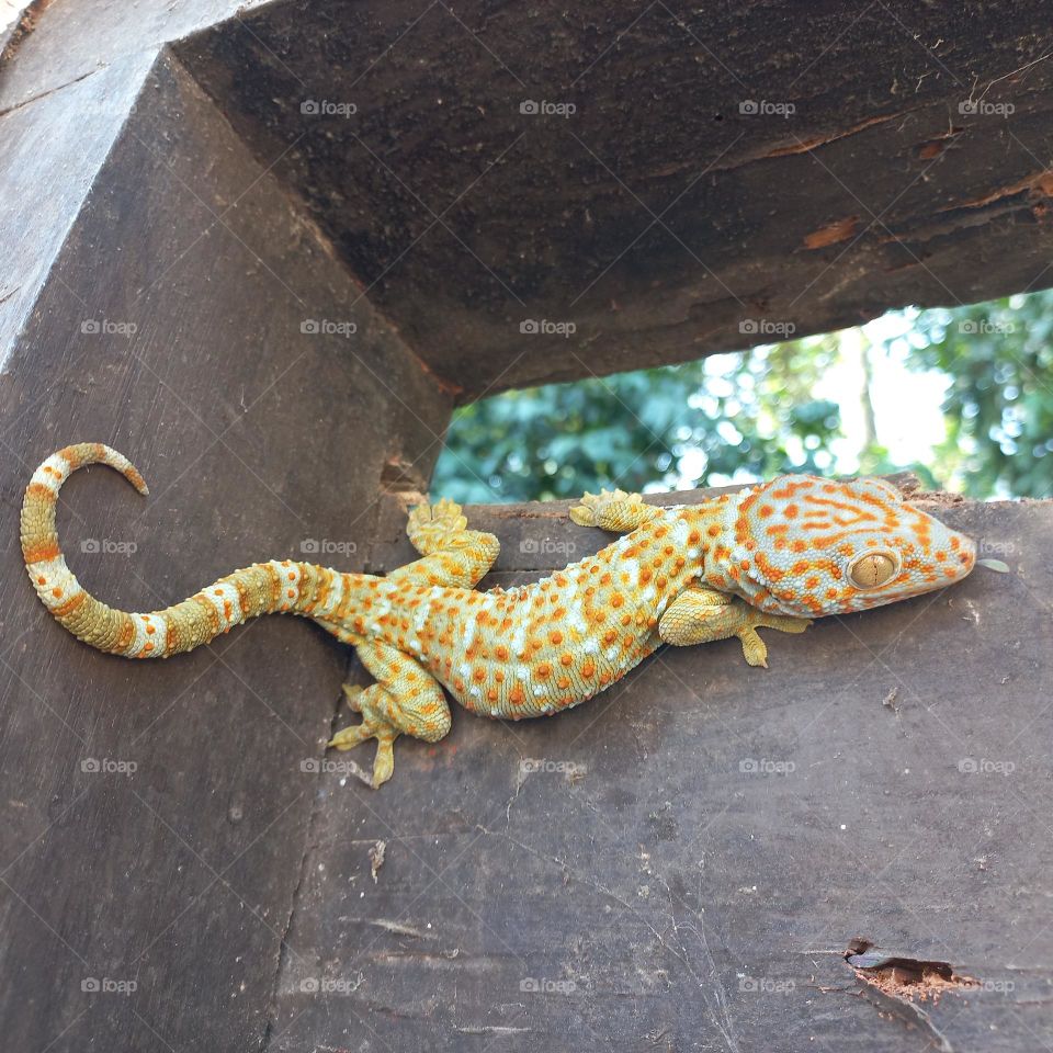 The house gecko or by the layman simply called the gecko is a type of lizard from the genus Gekko, tribe Gekkonidae. It is called the house gecko because this gecko is very often found in the human environment