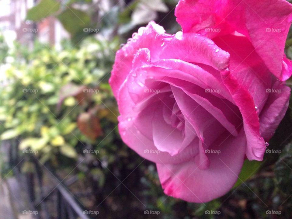 Blooming rose