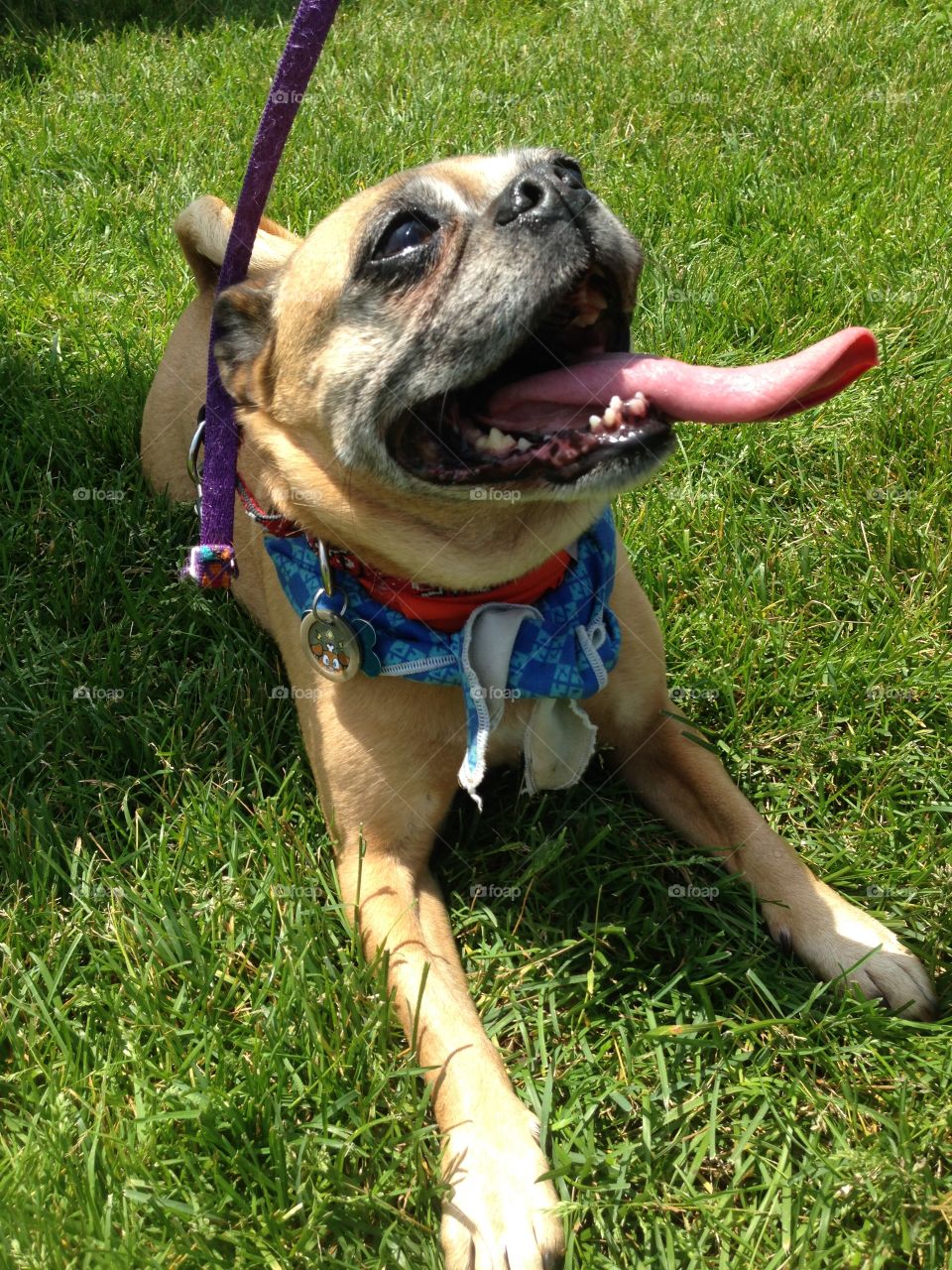 Pug. Dog with his tongue out