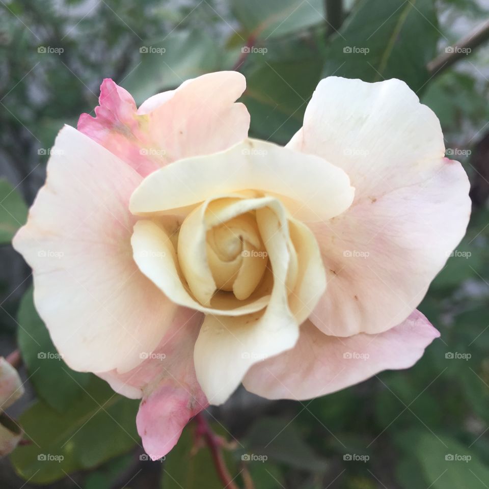 🌼#Flores do nosso #jardim, para alegrar e embelezar nosso dia!
#Jardinagem é nosso #hobby. 
🌹
#flor #flowers #flower #pétalas #garden #natureza #nature #flora