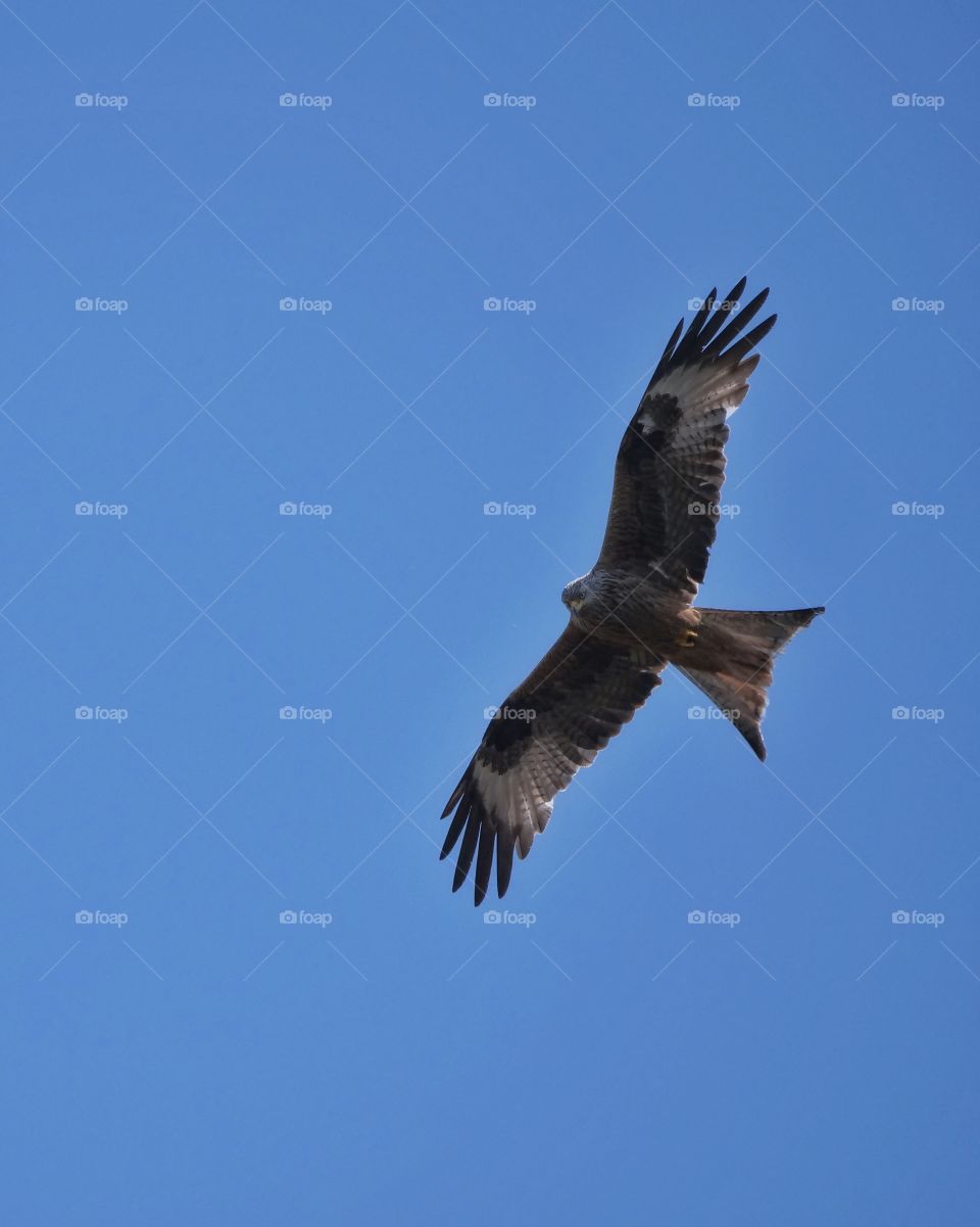 Red kite in flight