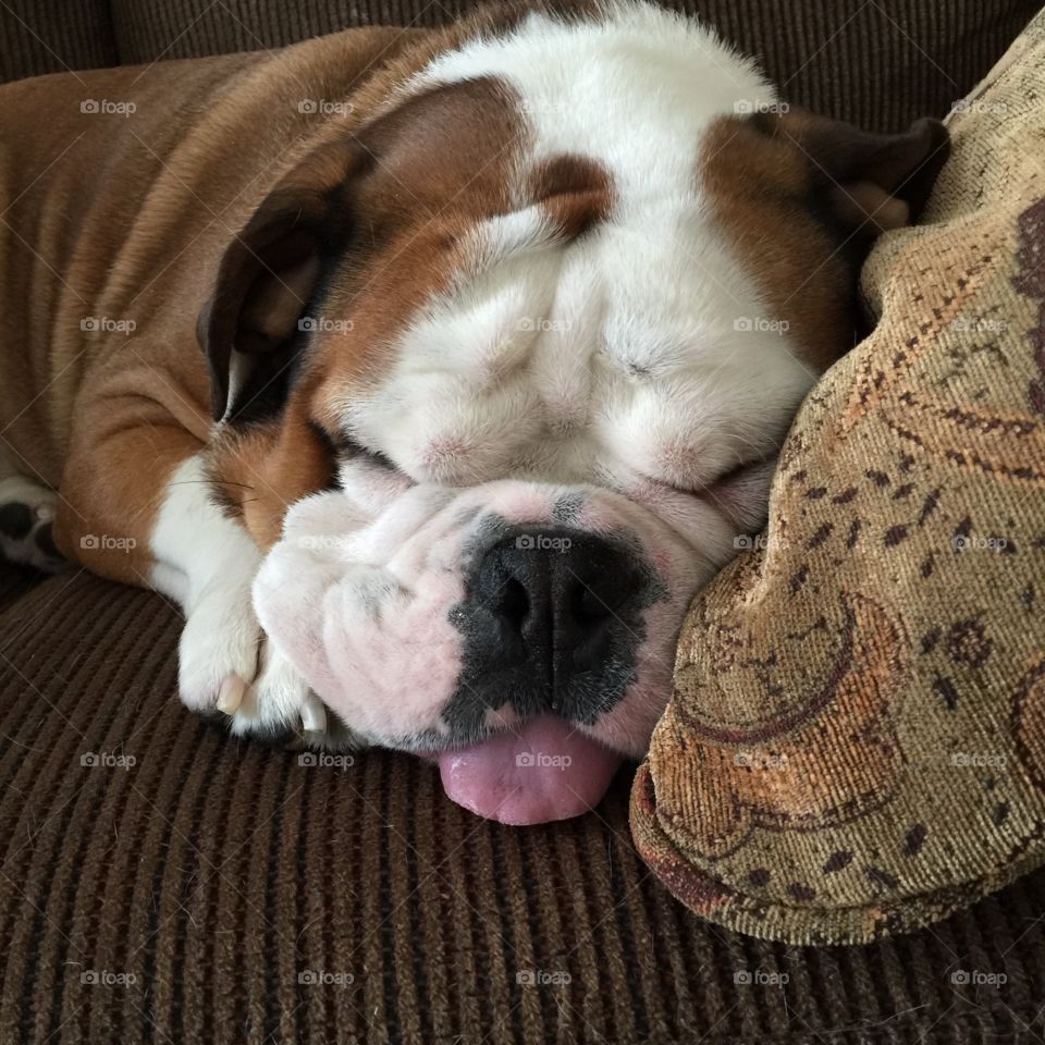 “Winston the Bulldog “sleeping with his tongue out 