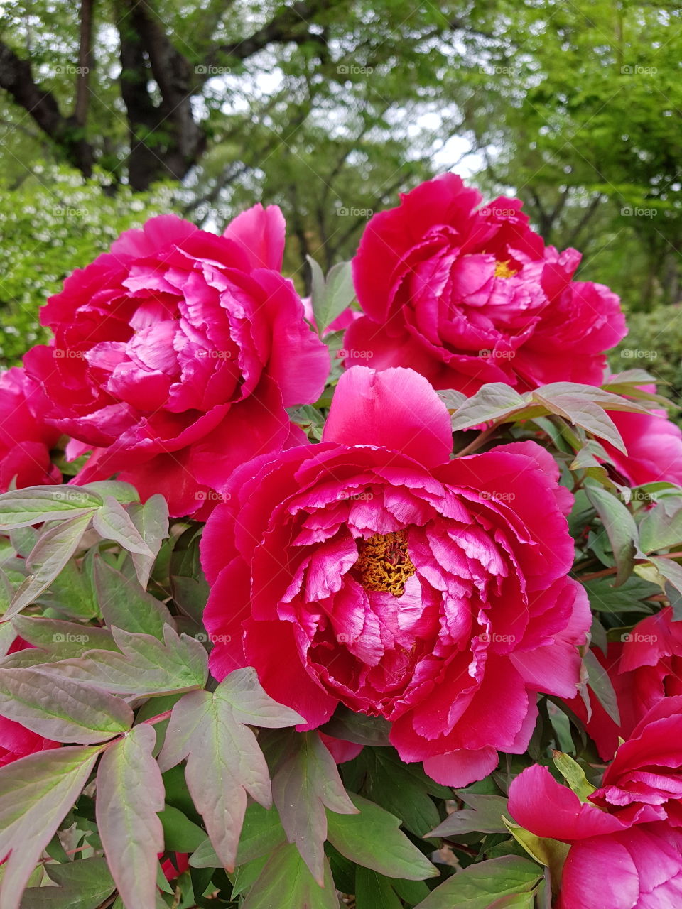 Paeonia at Hyogo JAPAN