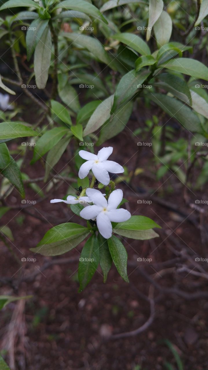 twin white flowers