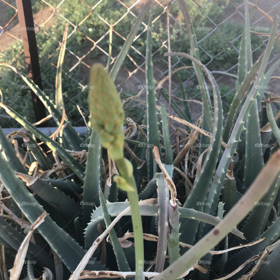 Picture, cactus, green cactus, oleifera, green