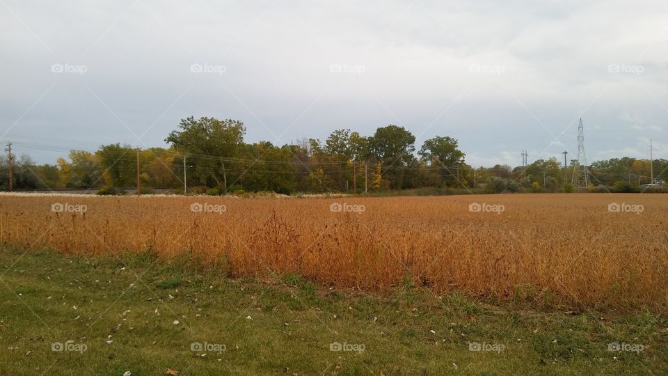 Fall Feild