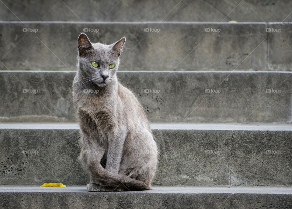 beautiful gray cat with green eyes sitting on a gray stone staircase
