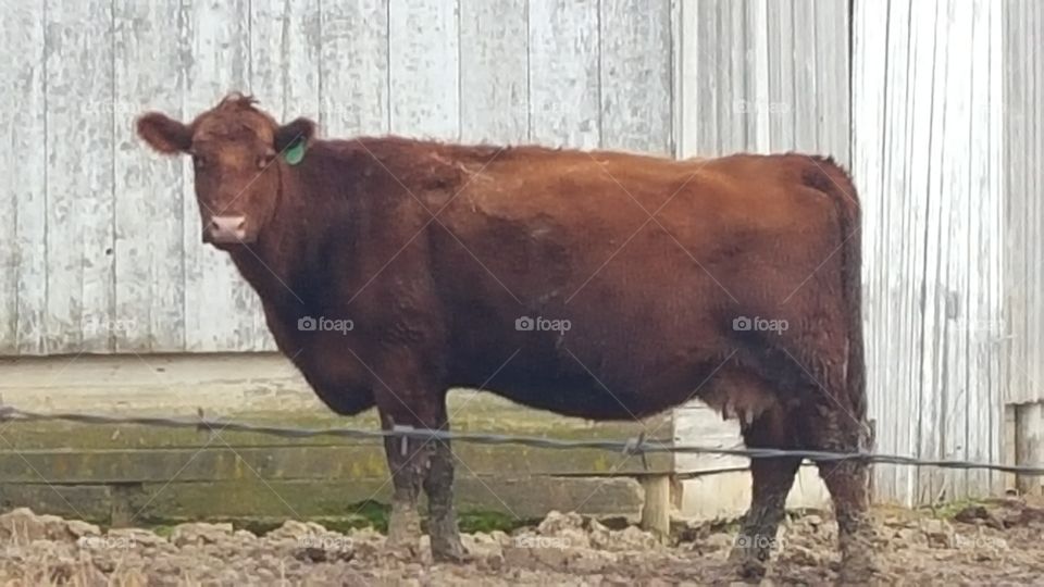 cow