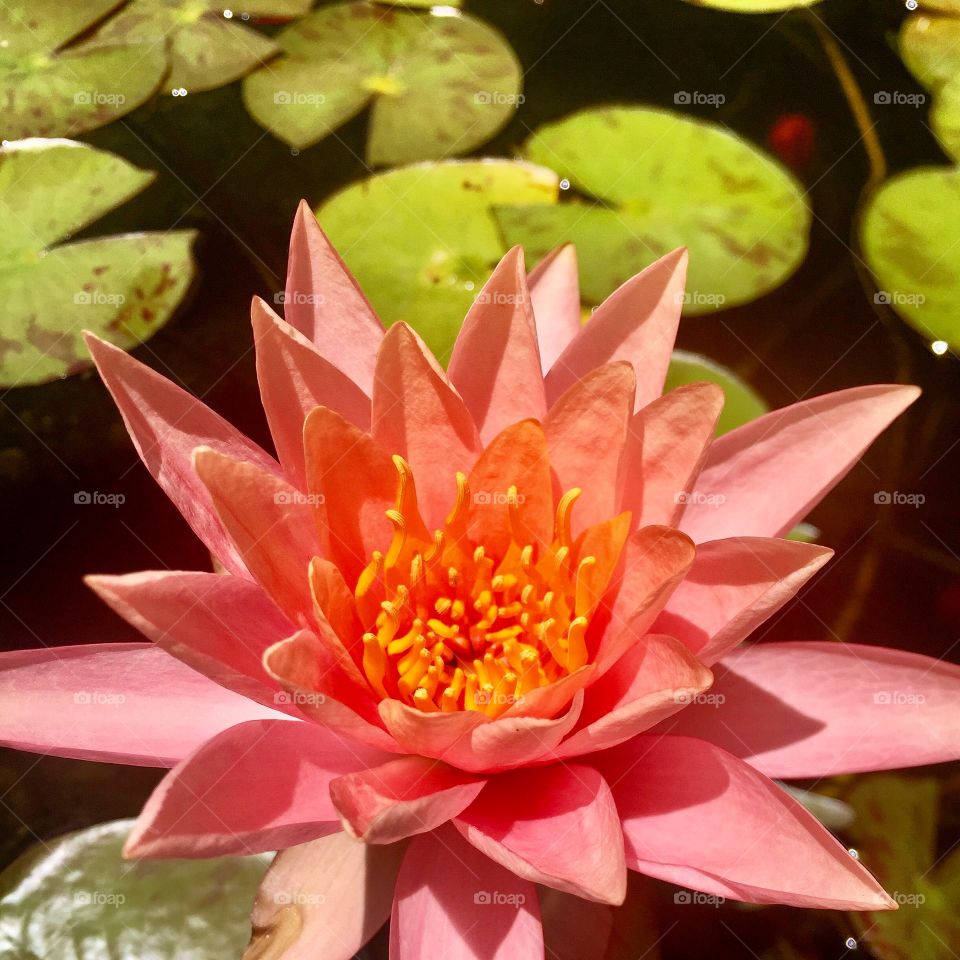 Pink lotus 