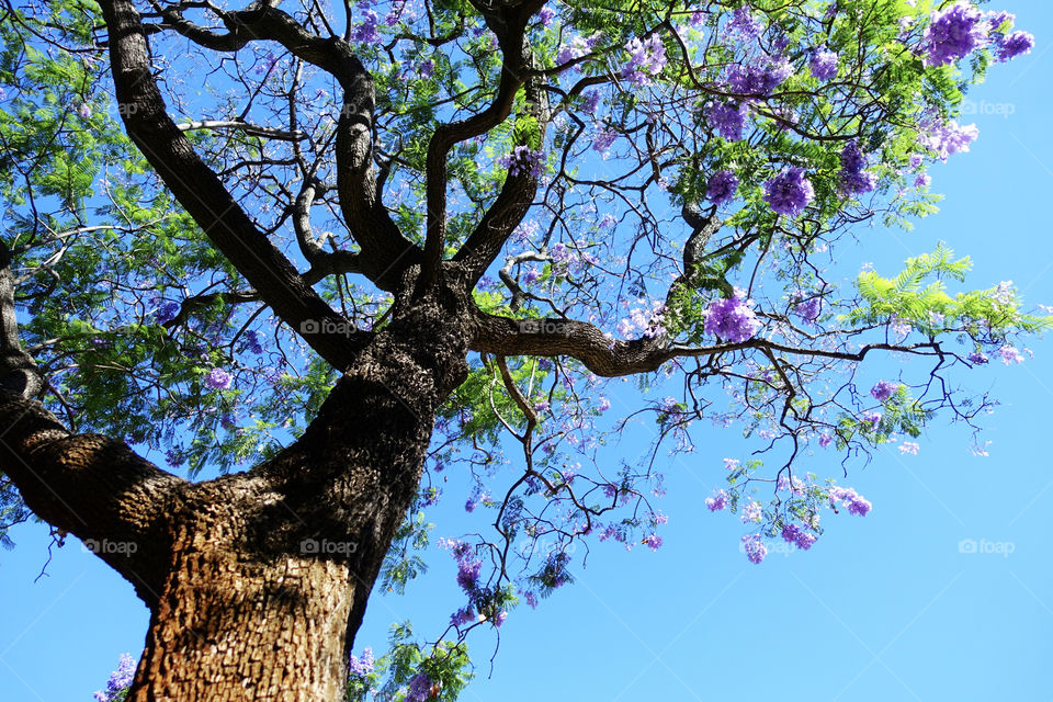 Jacaranda tree are in bloom. Purple flowers and green leaves against the blue sky create beautiful view during late spring.