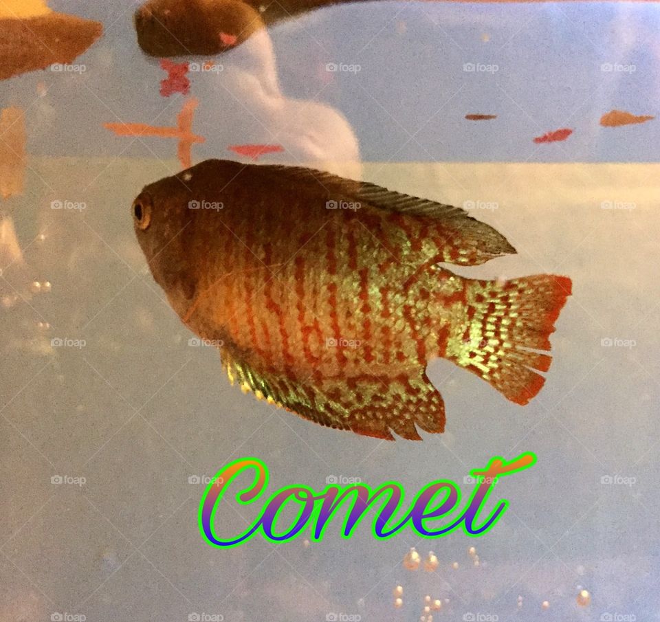 Comet the Fish