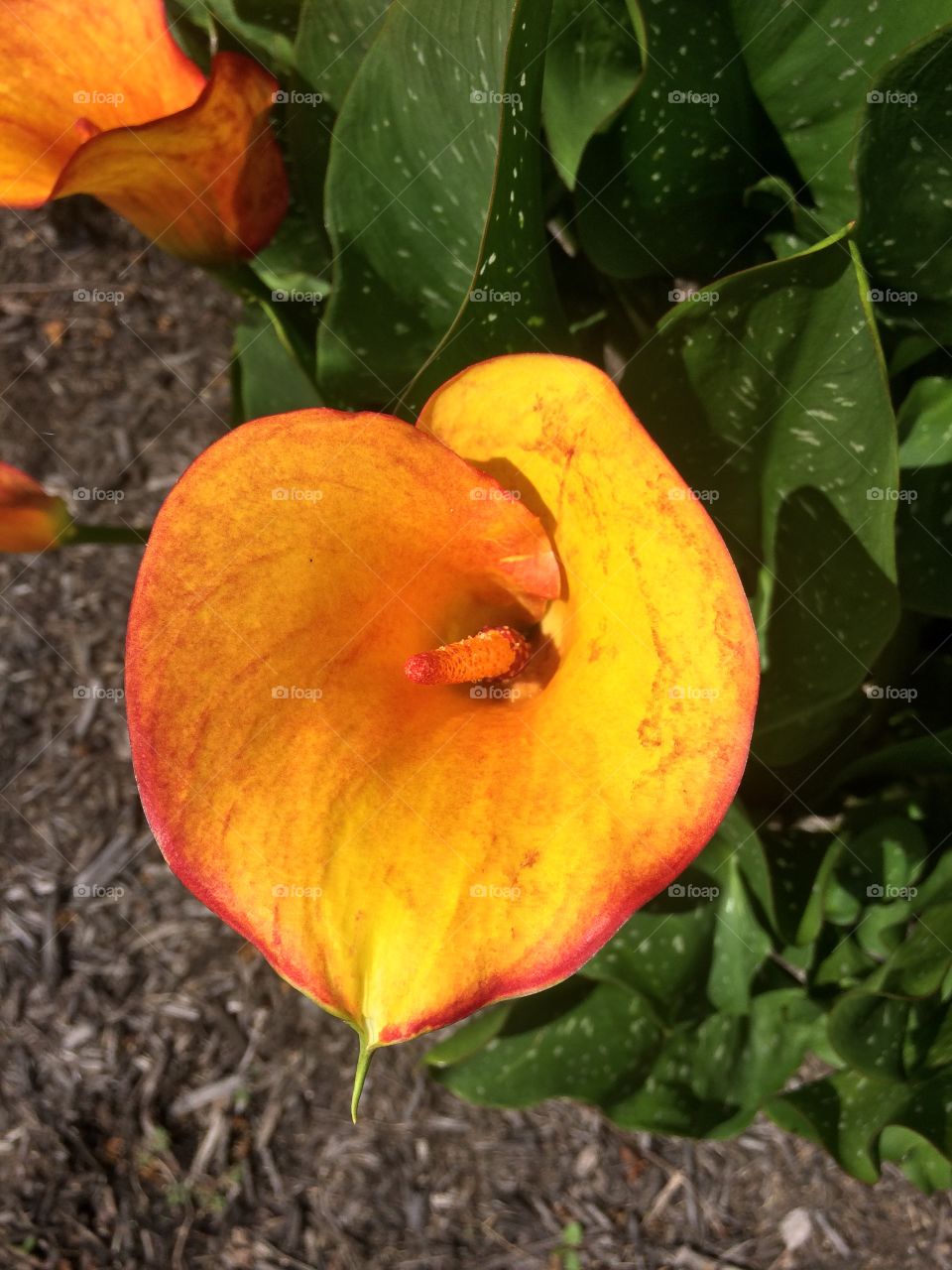 Calla lily