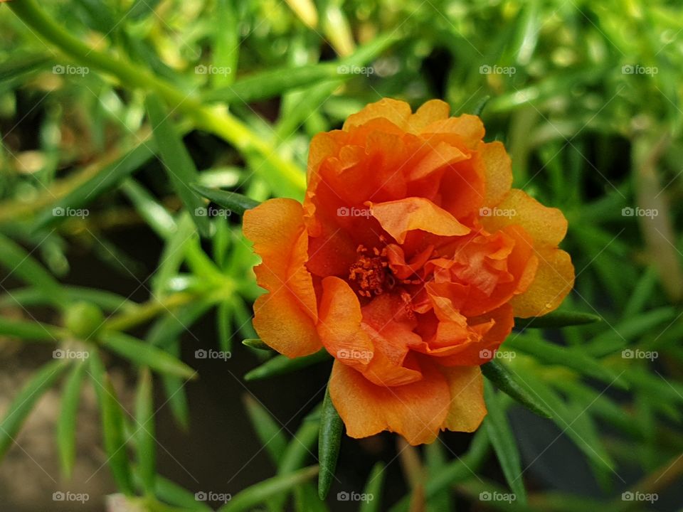 the Portulaca Grandiflora