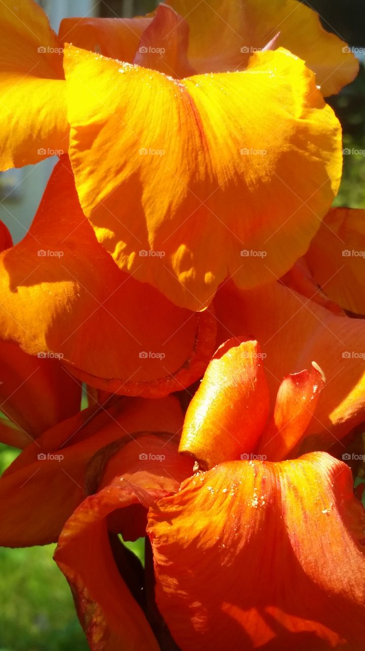 Shiny Pollen on orange flower