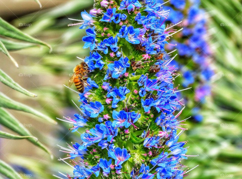 Bee Pollinating A Wildflower