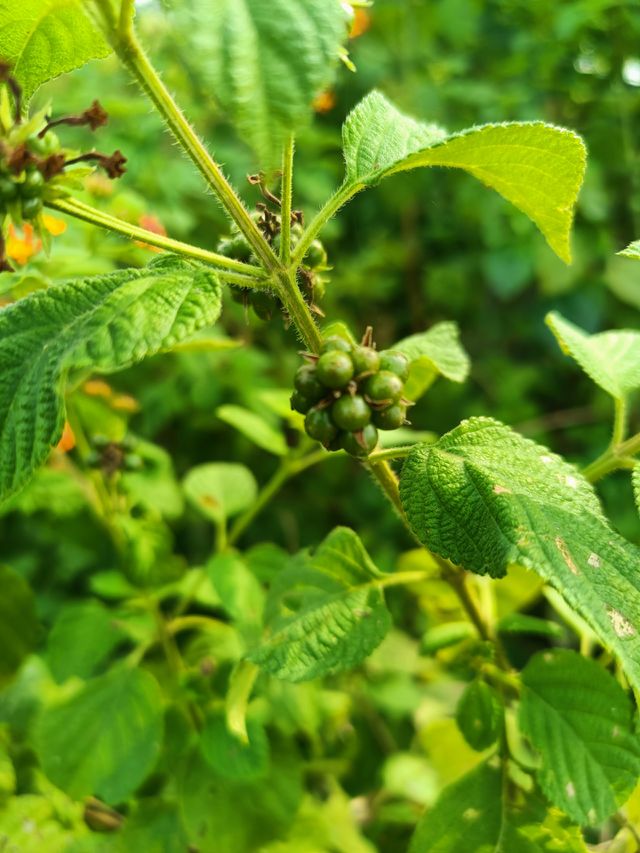 seeds