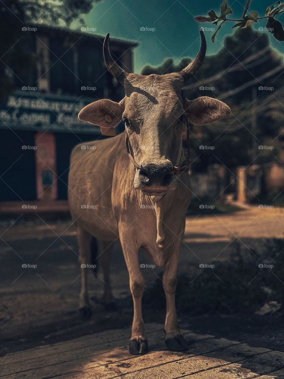 Domesticated animal - Cow  - Light shade 