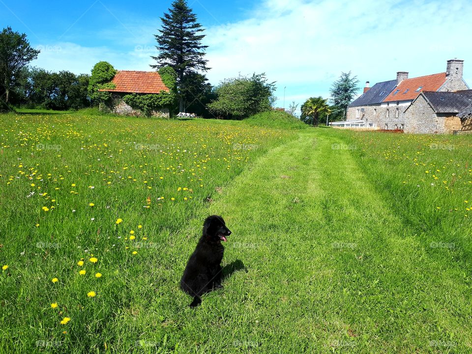 Black puppy sitting in a field in summer