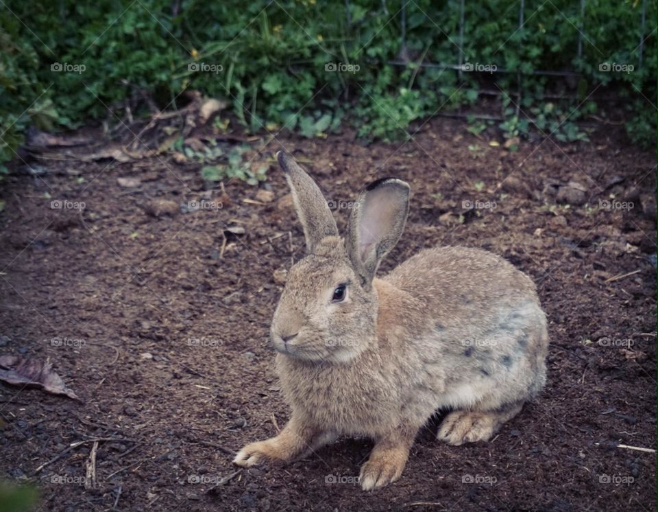 Bunny#nature#plant#wild