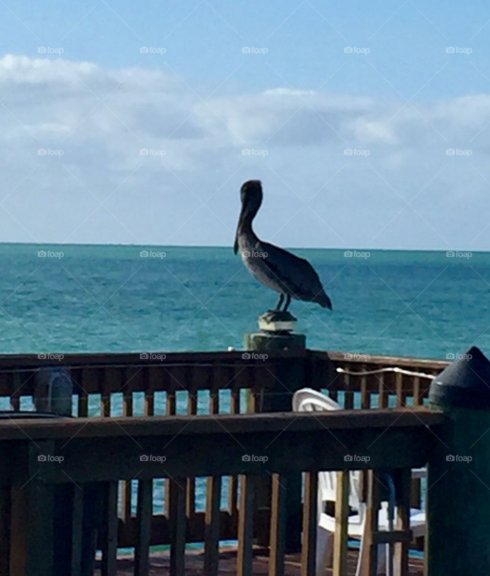 Pelican on a Fence