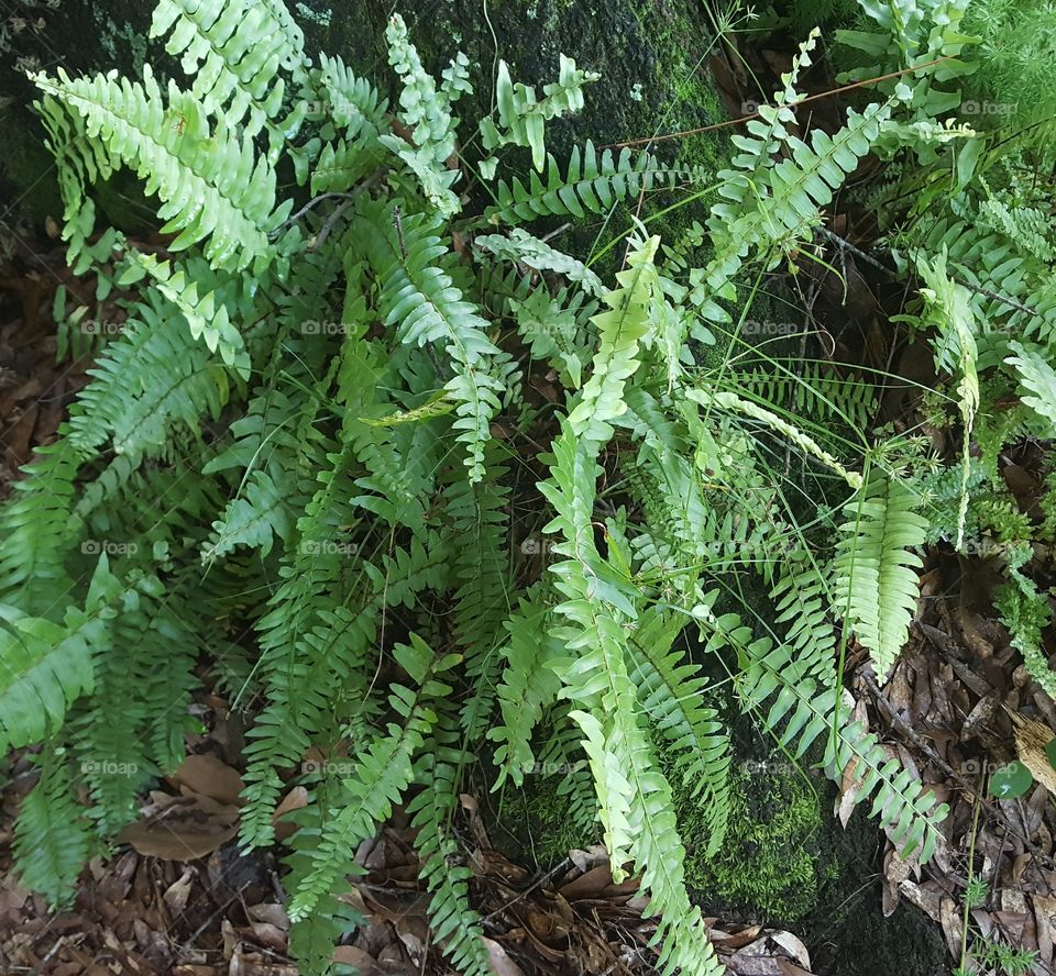 fern tree