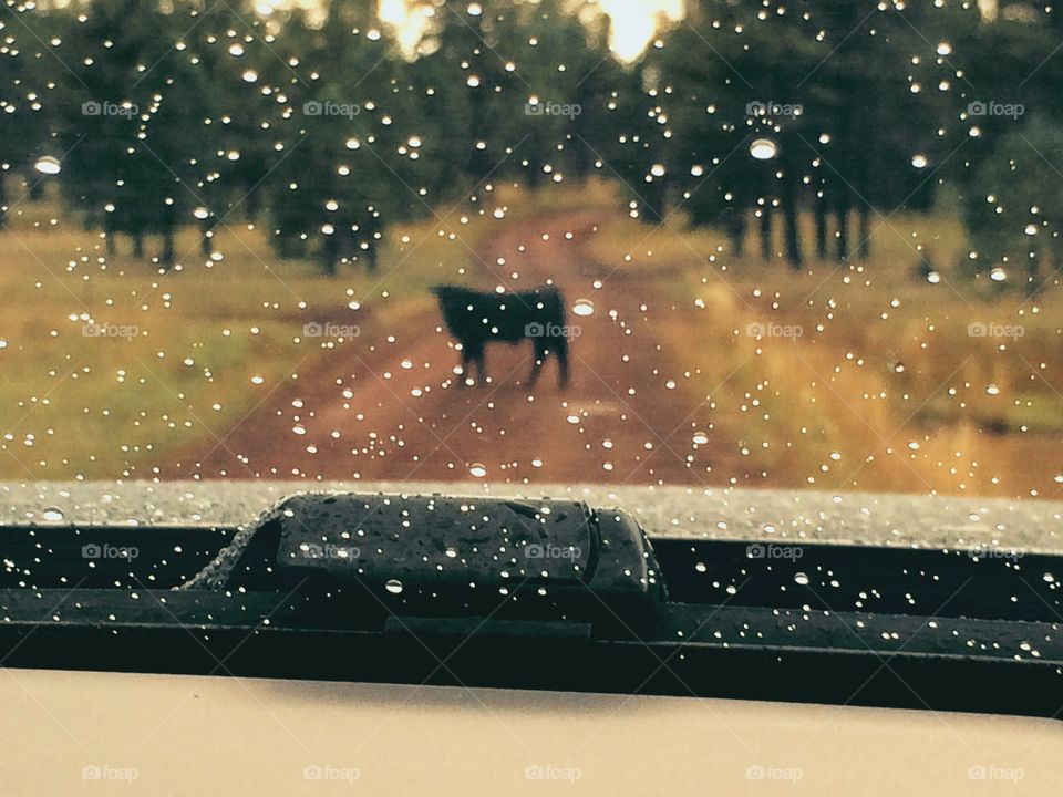 A bull in the middle of the road