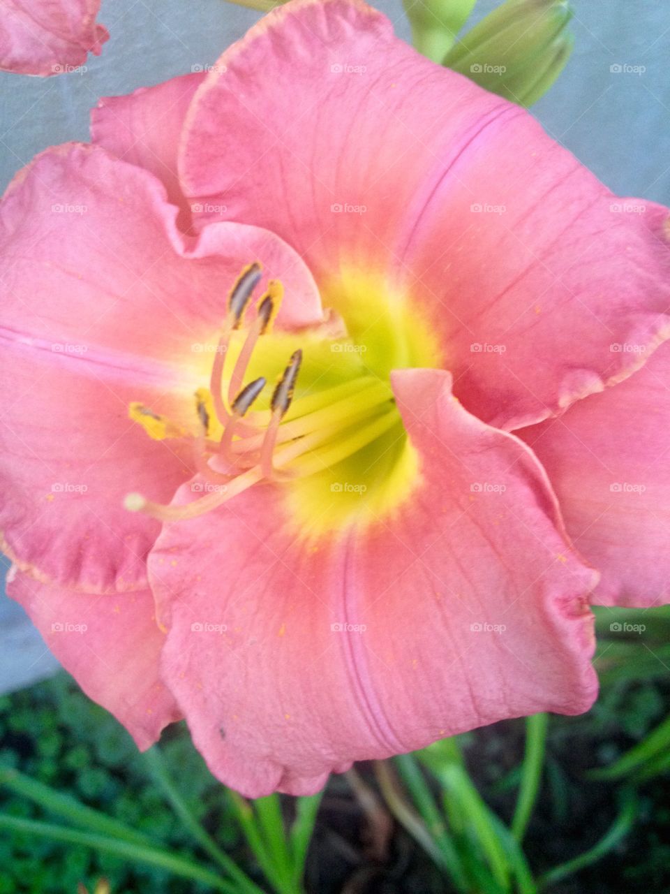 Flower Lilly