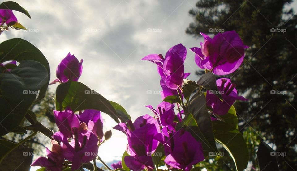 Gārḍēna, prakr̥ti, udbhida, chuṭi, phlā'ōẏārasa.