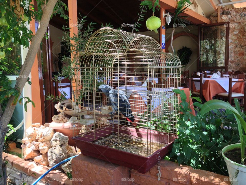 Bird cage 