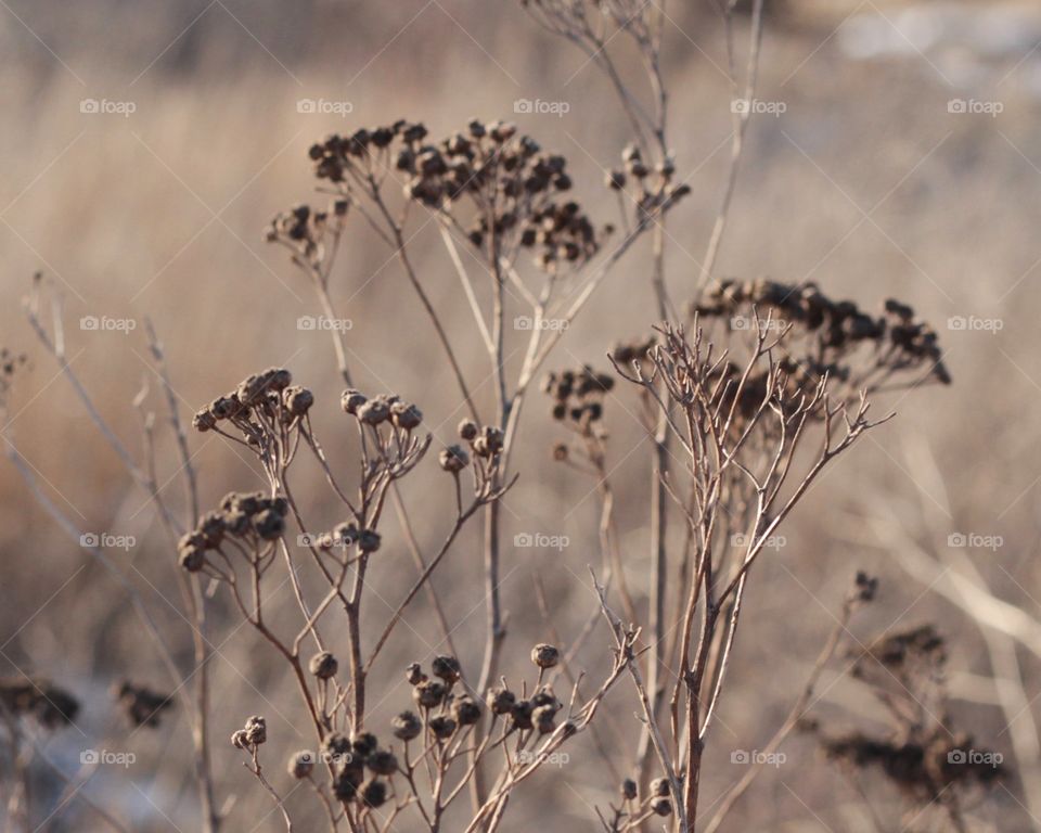 Dry grass 