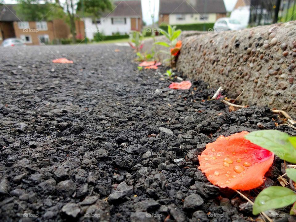 fallen petal with dew