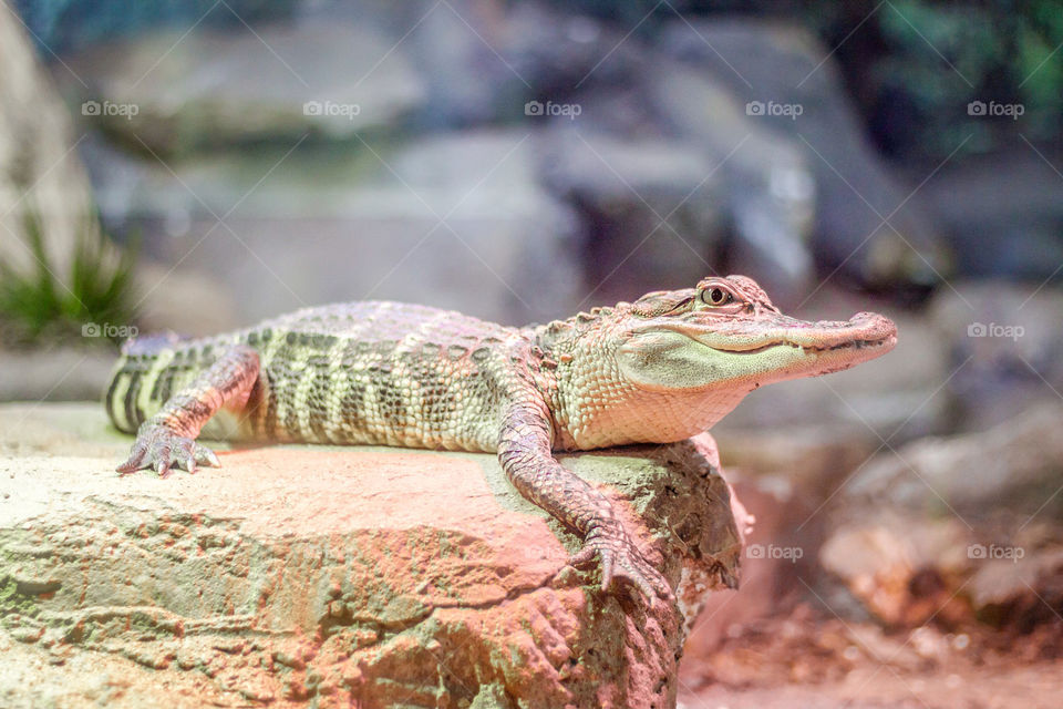 Young alligator