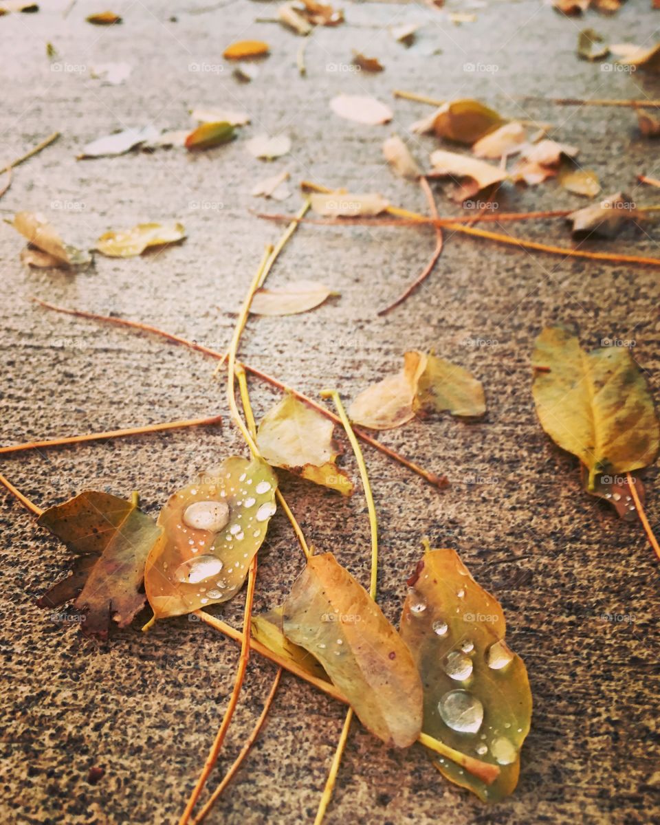 Sunshine triumphs over rainstorm, highlights beads of water in fallen leaves.
