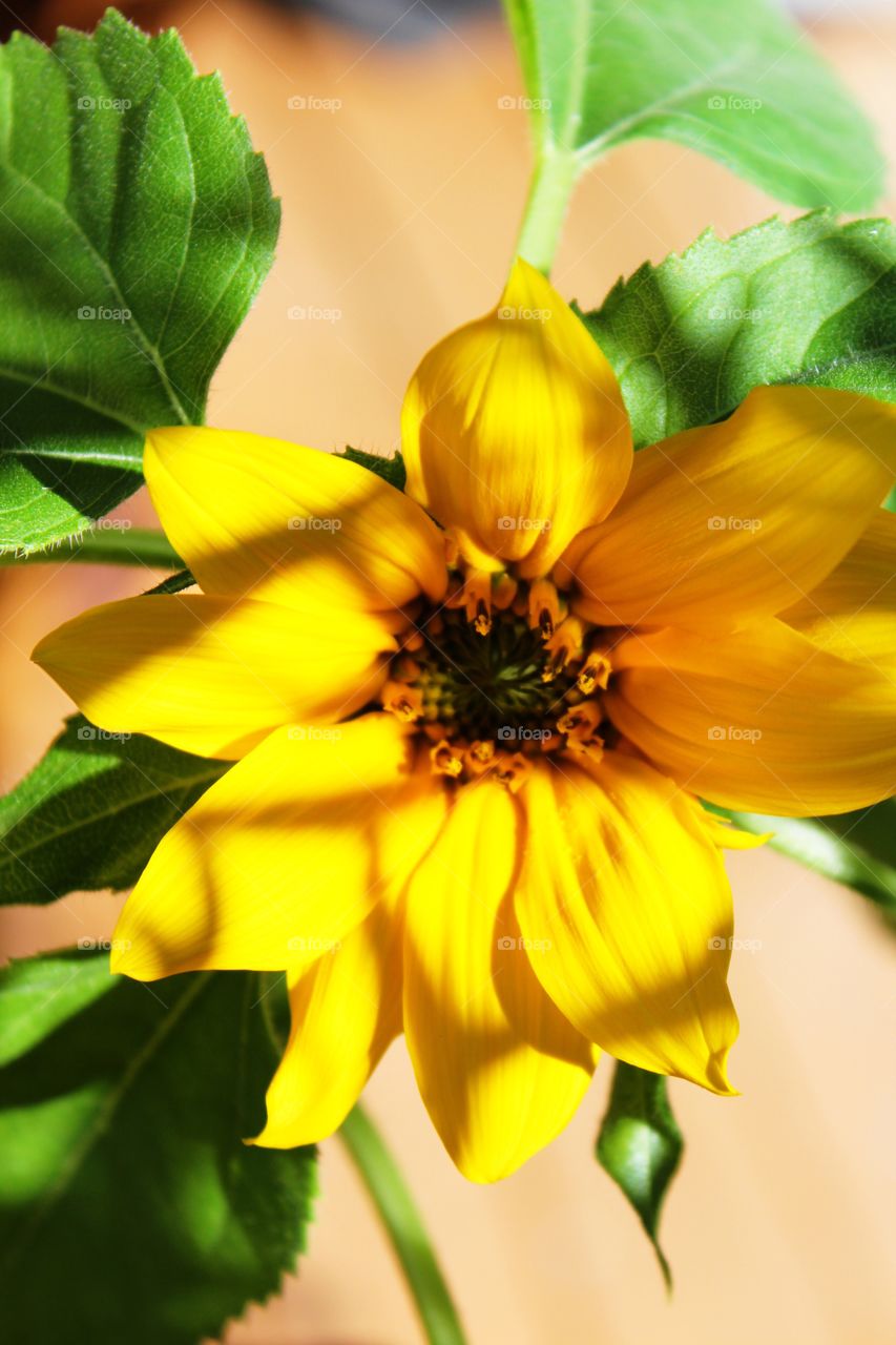 Shadows on a sunflower 