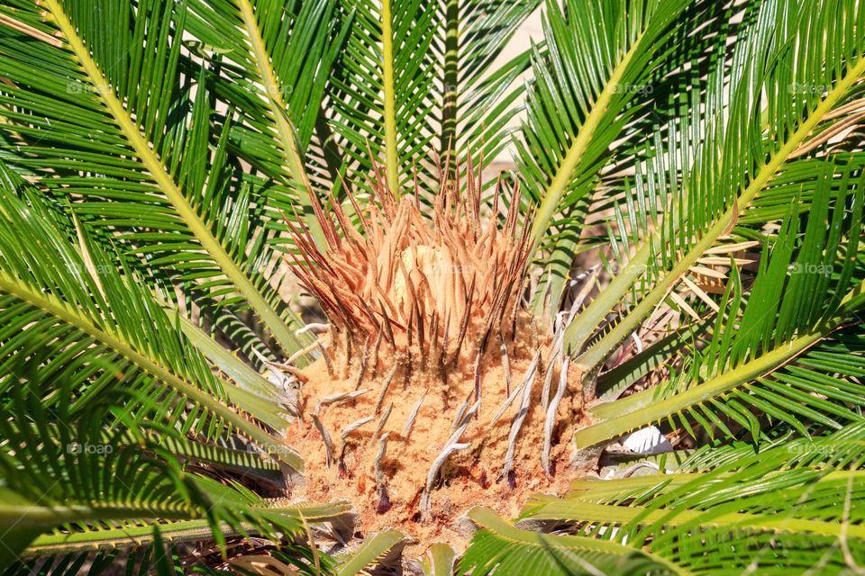 The crown of Giant Cycad or King Sago Palm with new leaves coming up