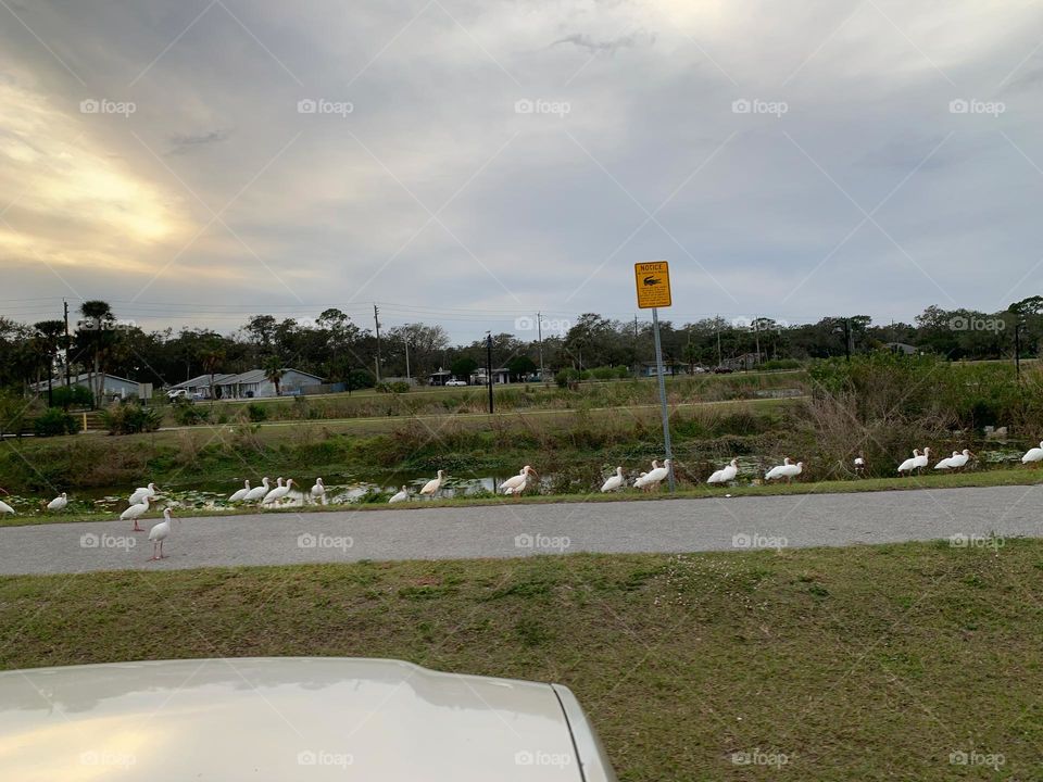 Many Ibises By The Water Pond At The Central Eastern Florida City’s Stormwater Park.