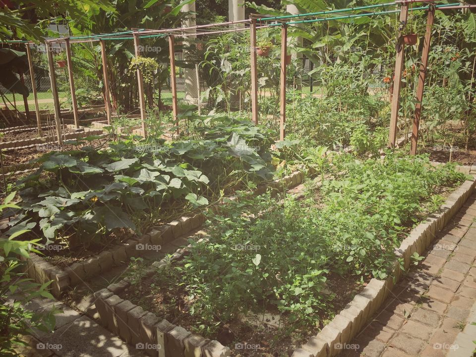 Organic vegetable and crops in garden