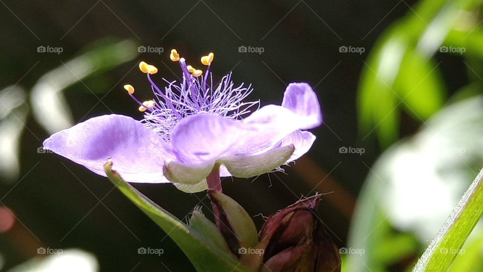 beautiful macro shots- bright purple flower