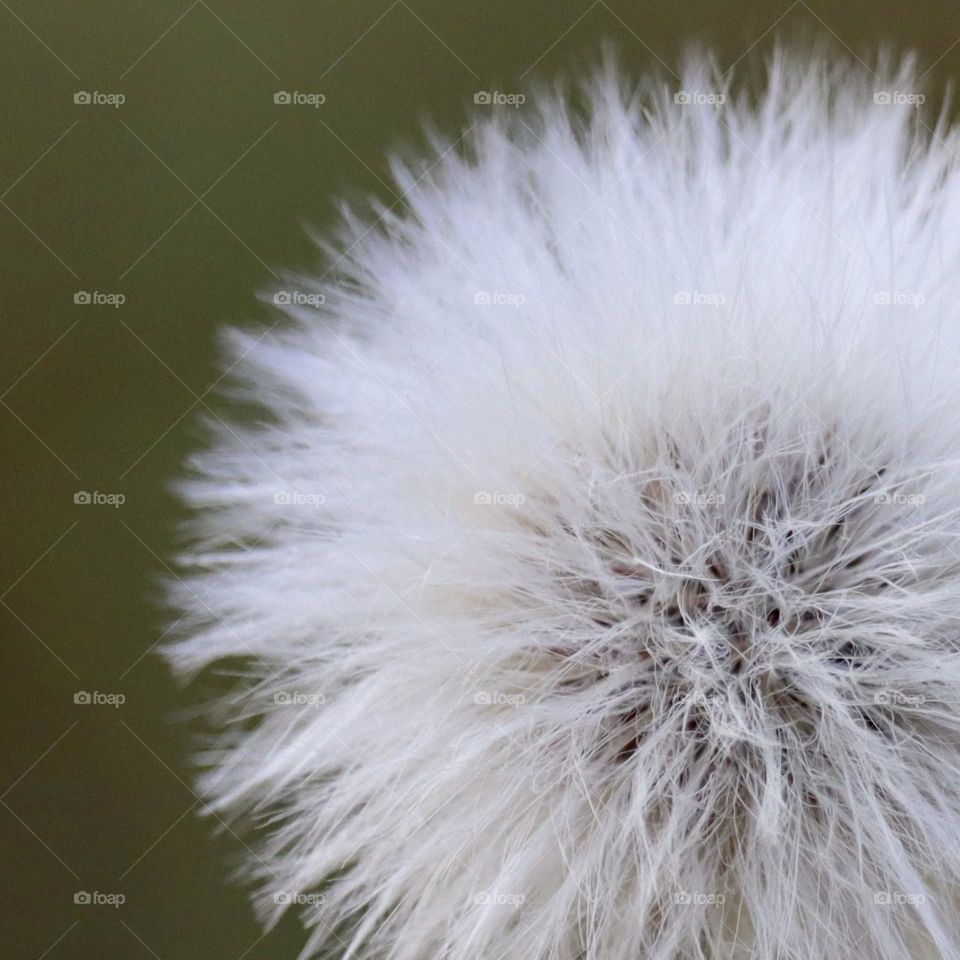 The bright white color of a fluffy dandelion against a green backdrop is a lovely sight in summer 