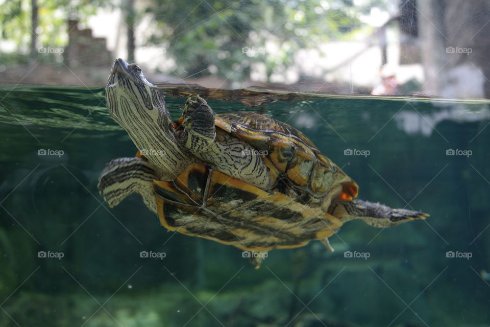 tortoise Swim in Water