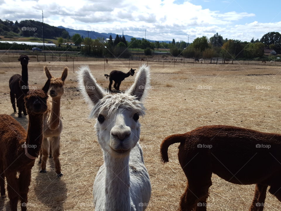 Alpacas on field