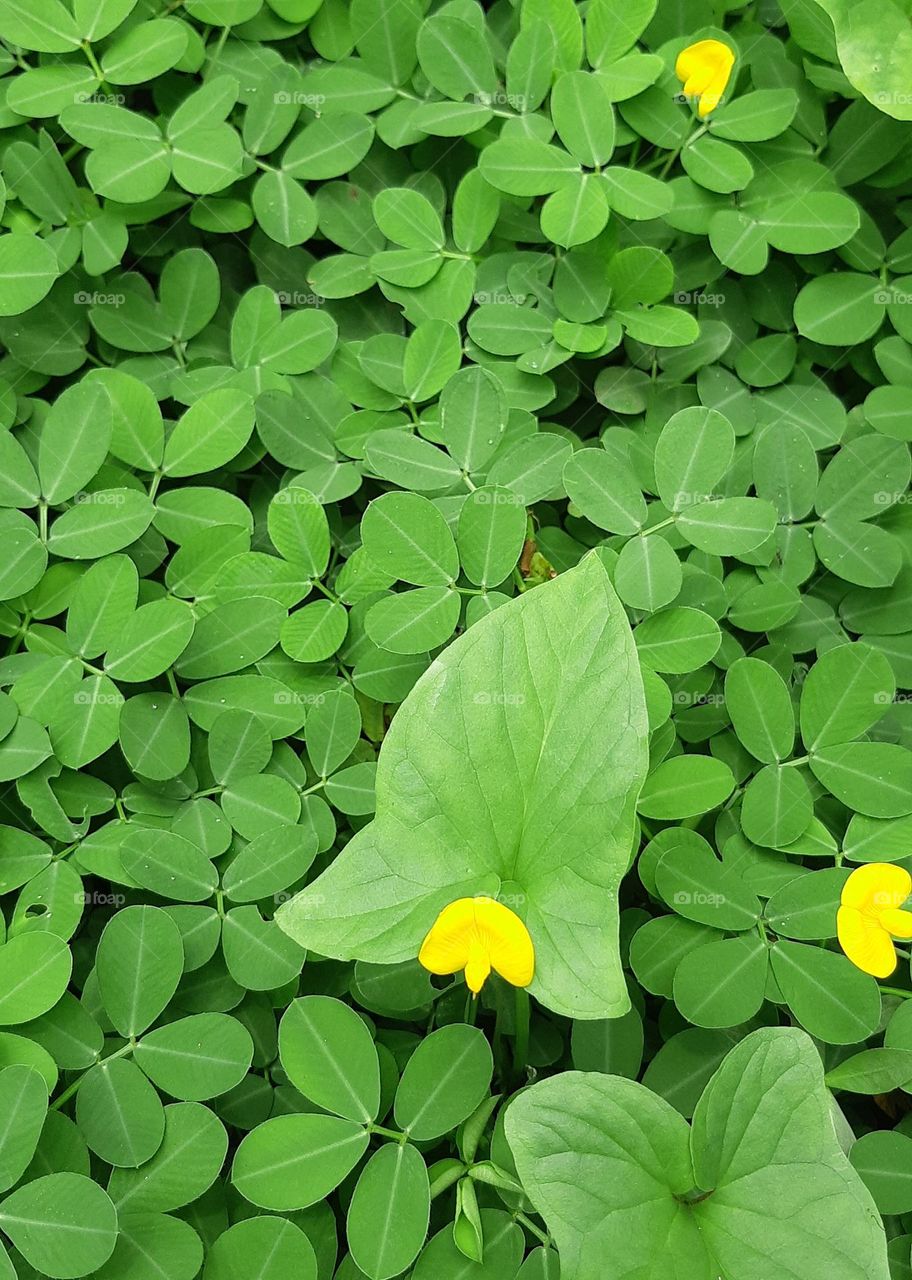 Close up of Arachis pintoi in the garden with natural background