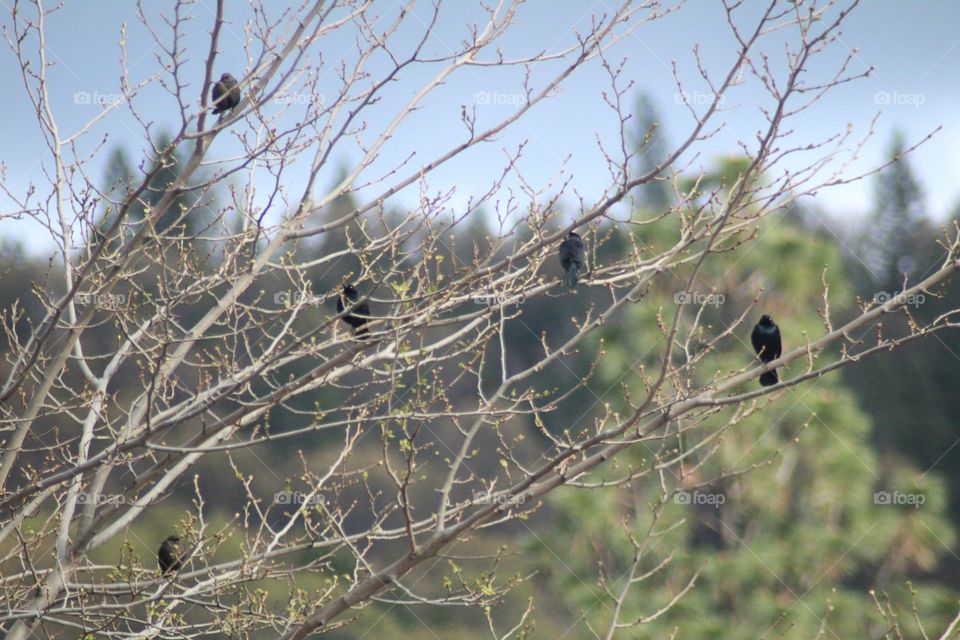 Black Birds Sitting on Budding Branch's