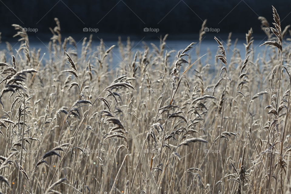 Frost on reeds by the lake - frost vass sjö